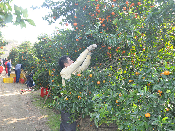 2015 Lucky Happy Tour on New Year's Day - Employees picking oranges